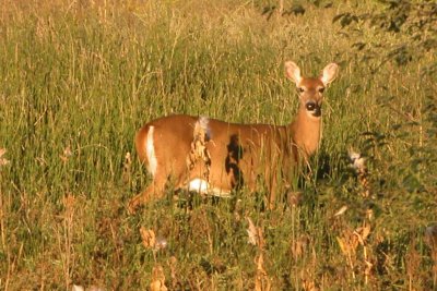 White-tailed Deer, female (Colorado)