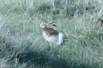 White-tailed Jackrabbit (Colorado)