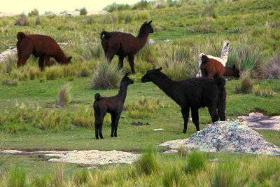 Llamas of the Pampa