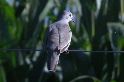 Picui Ground-Dove, male