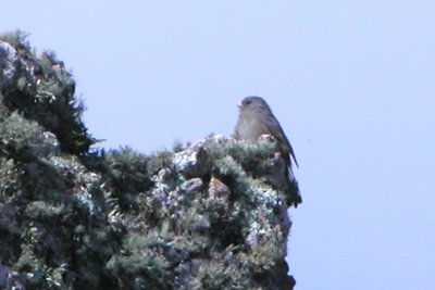 Plain-colored Seedeater, juv male