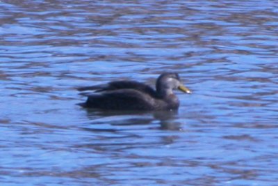 American Black Duck ( adult male)