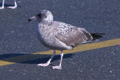 Herring Gull (1st cycle)
