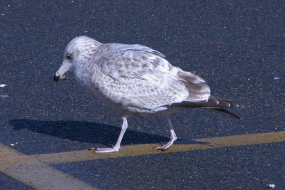 Herring Gull (2nd cycle)