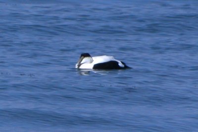 Common Eider (ad male)