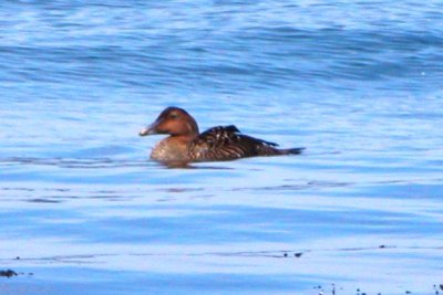 Common Eider (female)
