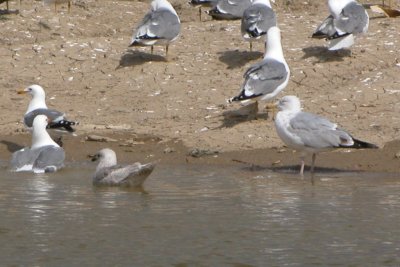 ICGU LarCO NK 04162007 C01.jpg