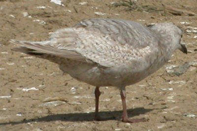 ICGU LarCO NK 04162007 C03.jpg
