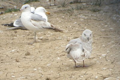 ICGU LarCO NK 04162007 C06.jpg