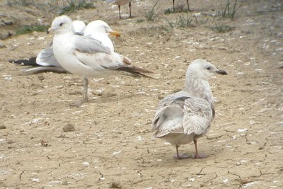 ICGU LarCO NK 04162007 C08.jpg