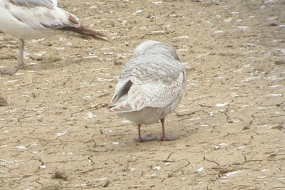 ICGU LarCO NK 04162007 C09.jpg