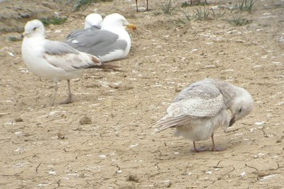 ICGU LarCO NK 04162007 C11.jpg