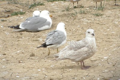 ICGU LarCO NK 04162007 C13.jpg