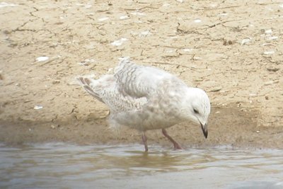 ICGU LarCO NK 04162007 C17.jpg