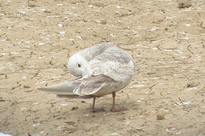 ICGU LarCO NK 04162007 C20.jpg