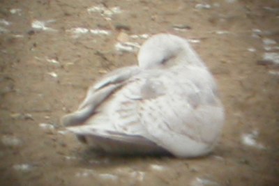 More Iceland Gull B from 23 April 2007