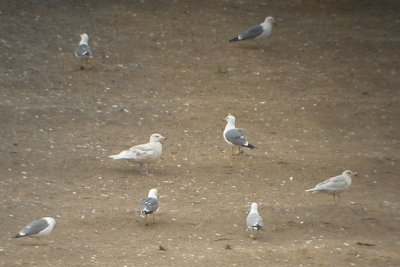  with first-cycle Glaucous Gull, Ring-billed Gull and California Gulls