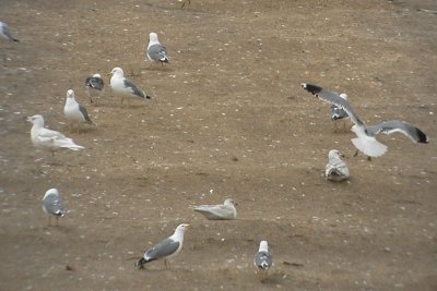  with first-cycle Glaucous Gull, California Gulls and a faded Herring Gull (possible Nelson's Gull)