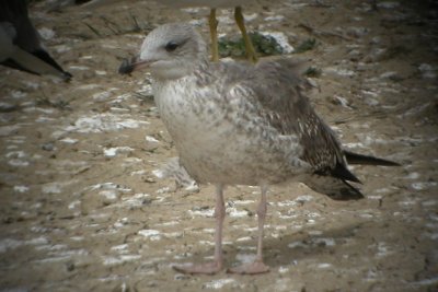 Mystery Gull E