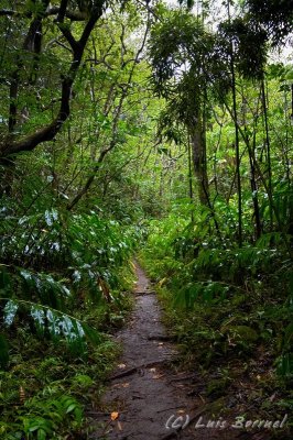 Waihee Valley
