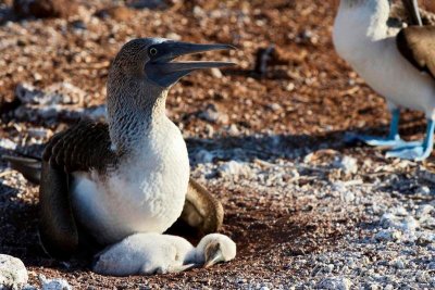 Blue footed-boobie and chick