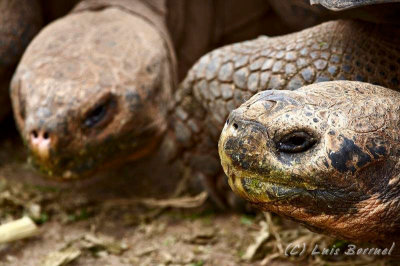 Giant turtoises