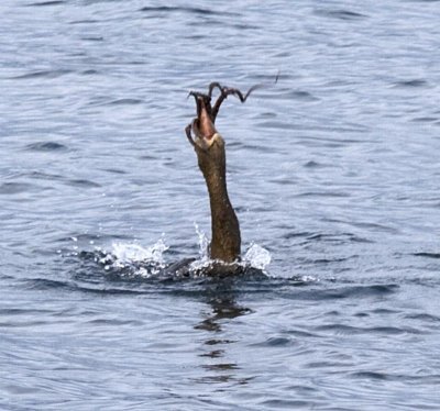 Cormoran feeding on an octupus