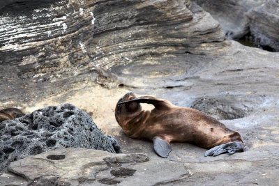 Young sea lion