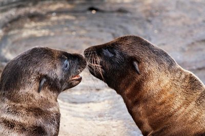 Young sea lions