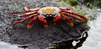 Galapagos crab