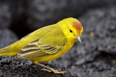 Yellow warbler