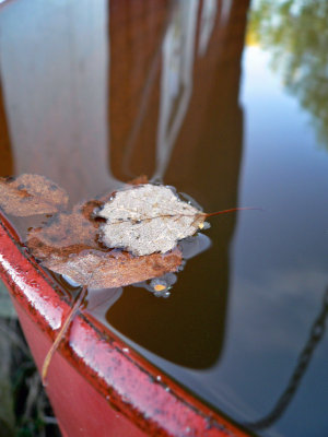 Leafs in the water barrel