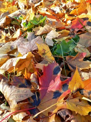 Leafs and alchemilla mollis