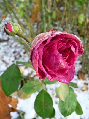 A rose in the snow