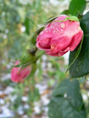 Rosebuds in November