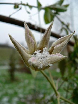 Clematis 'Huldine' with a snowflake