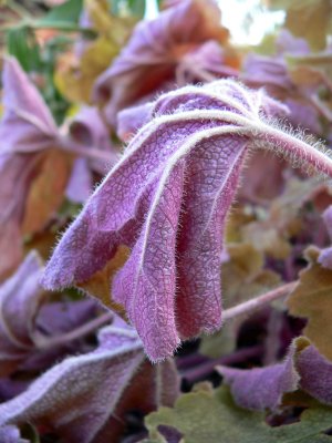 Heuchera touched by frost