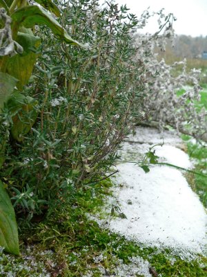Thyme in the snow