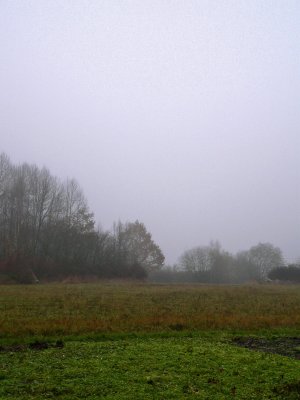 Fog over the field