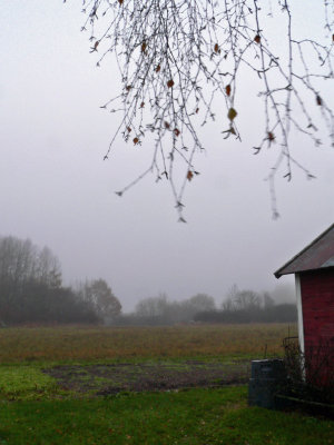 Windy and foggy morning by the garage
