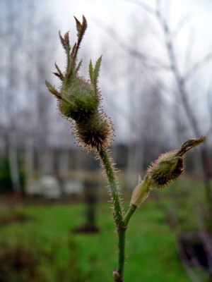 Budding rose