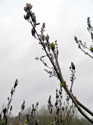 Lilacs preparing for spring