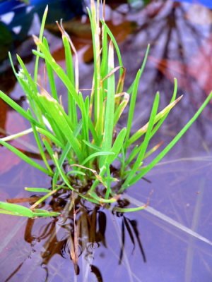 Weeds in water