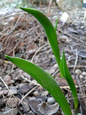 Tulips in the green