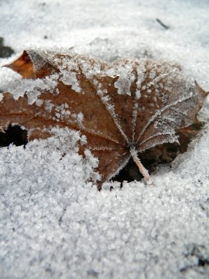 Leaf in snow