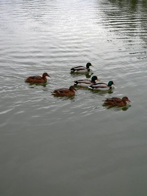 Ducks II