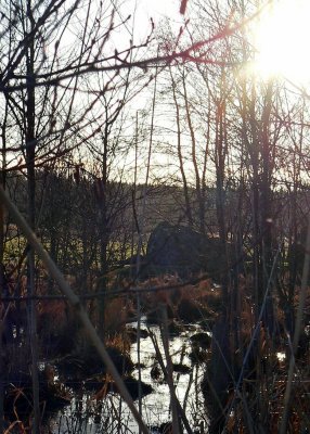 Close to the little river there is marshy ground