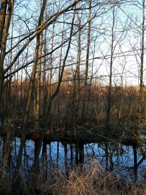 The marshy ground