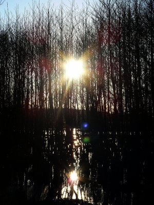 sun between the trees in the marsh