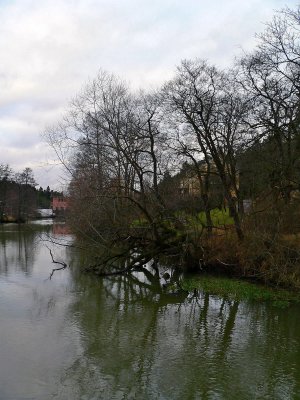 Trees leaning into the water